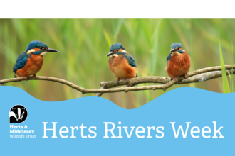 A photo of two Kingfishers sitting on a branch with a blue wavy box overlaid at the bottom which has the Herts and Middlesex Wildlife Trust logo in the bottom left corner and the text "Herts Rivers Week"