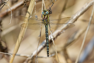 Blue and black dragonfly