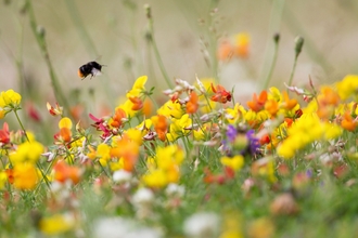 Bee and Trefoil