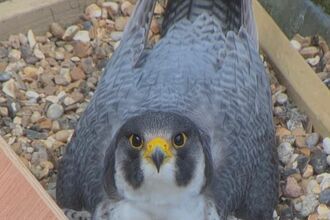 Female Peregrine Falcon on nest tray at St Albans Cathedral