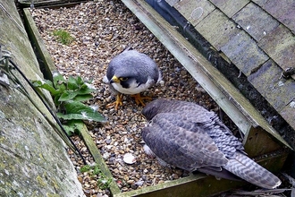 Male and female Peregrine Falcons with chick