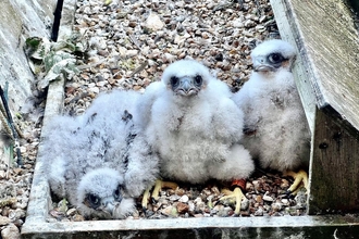 Peregrine chicks back in the nest after being ringed at St Albans Cathedral