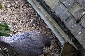 Peregrine Falcon with chick