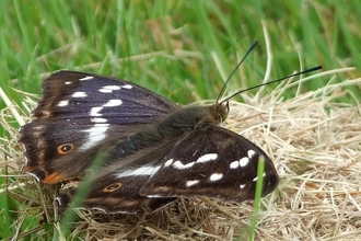 Purple Emperor