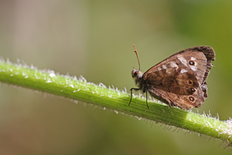 Speckled Wood