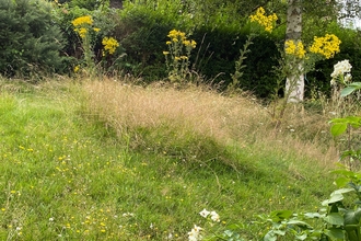 Long grass with tall yellow flowers growing in it.