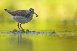 A brown bird with long legs, a long beak and white underbelly wading in shallow water.
