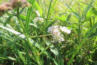 Tubular Water Dropwort at Rye Meads