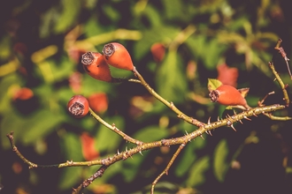 Red oval shaped rosehips growing from wild roses in a hedgerow
