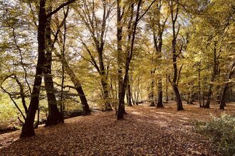 Tall trees in a woodland with sunlight shining through their yellow-orange leaves onto the brown ones on the woodland floor that have already fallen.