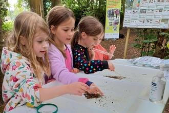 3 young girls looking at aquatic creatures in white plastic trays of water on a table