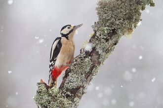 Great Spotted Woodpecker