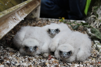 Peregrine chicks at St Albans in 2023, during ringing