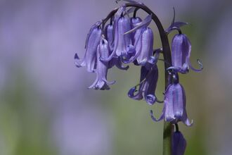 Bluebell