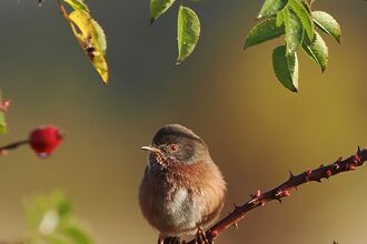 Dartford Warbler at Tewin 