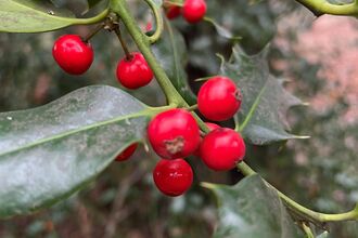 Holly at Old Park Wood 