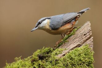 Nuthatch