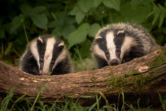 Two badgers