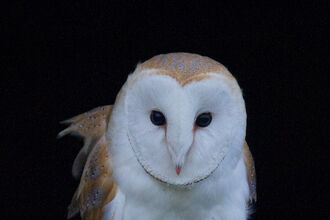 Barn Owl