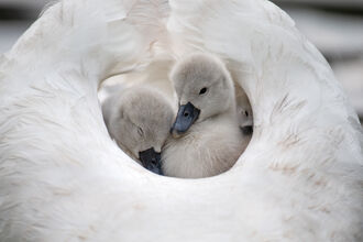 Cygnets