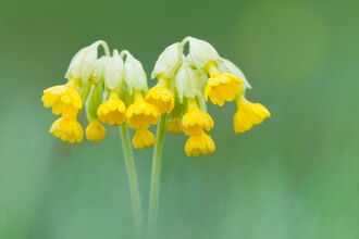 Cowslips