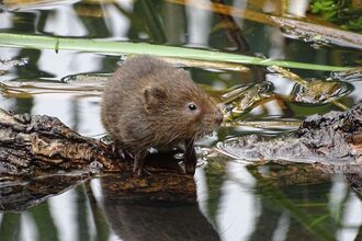 Water Vole at Thorley
