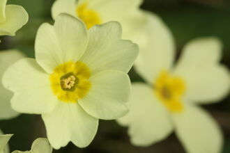 Primroses