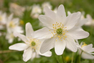 Wood Anemone