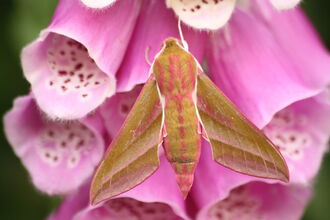 Elephant Hawk-moth on Foxglove