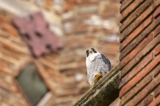 Peregrine Falcon on the roof of St Albans Cathedral 