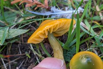Parrot Waxcap amongst grass