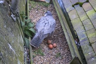 Peregrine Falcon at St Albans Cathedral reveals three eggs on Easter Monday 