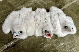 Three white Peregrine Falcon chicks lying down facing the camera. Middle chick has beak open.iddle 