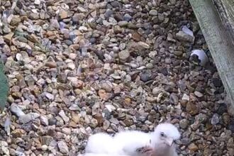 Peregrine chicks at St Albans Cathedral 2026