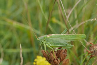 Great Green Bush-cricket 
