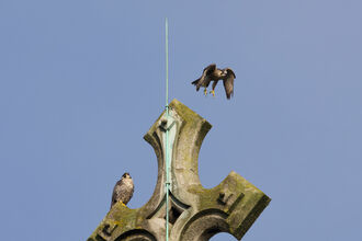 Peregrine fledglings on the cross at St Albans Cathedral