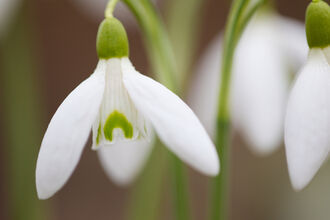 Snowdrops image