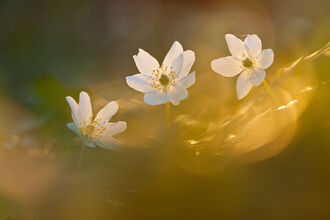 Wood Anemone image