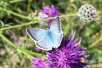 Chalkhill Blue at Hexton Chalk Pit 