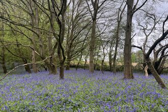 a carpet of bluebells flowering on the woodland floor between trees at Astonbury Wood