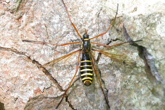 A fly with a long black and yellow striped body and 8 very long legs.