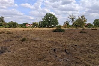Patmore Heath Nature Reserve looking parched and cracked due to heatwave