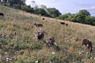 Soay sheep all in very good condition and munching happily at Adbury Nowers on a hill and with an abundance of wildflowers