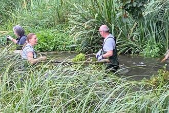 Volunteers waist high in the River Hiz adding wood features with reeds around them
