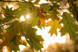 Autumn Leaves