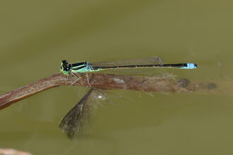 Scarce Blue-tailed Damselfly on a reed or twig