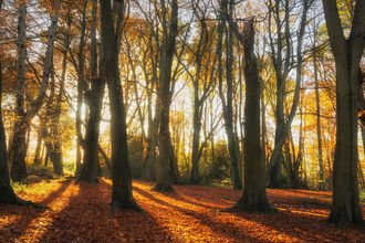 Autumn Woodland