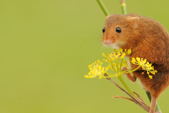 Harvest mouse