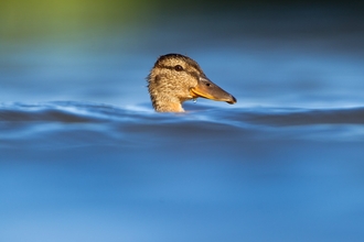 Mallard in water (c) Andrew Parkinson/2020VISION