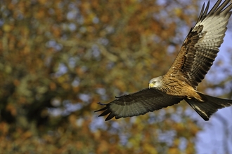 Red kite